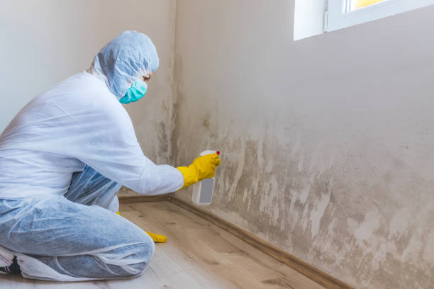 Licensed Mold Testing service in Hudgins, VA - WQB Mold Removal
