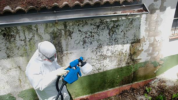 Top rated local Mold Testing specialists in Hudgins, VA